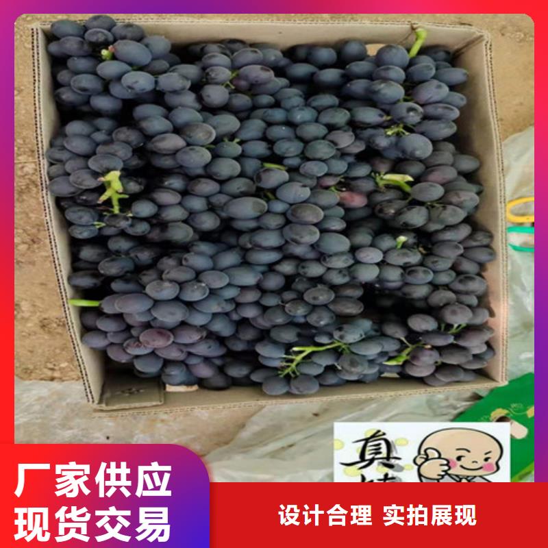 霞多丽葡萄苗品种大全