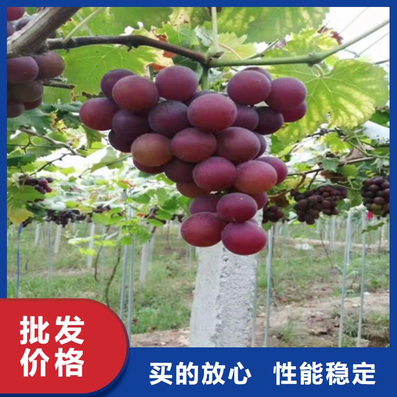 【葡萄】_大棚草莓苗极速发货