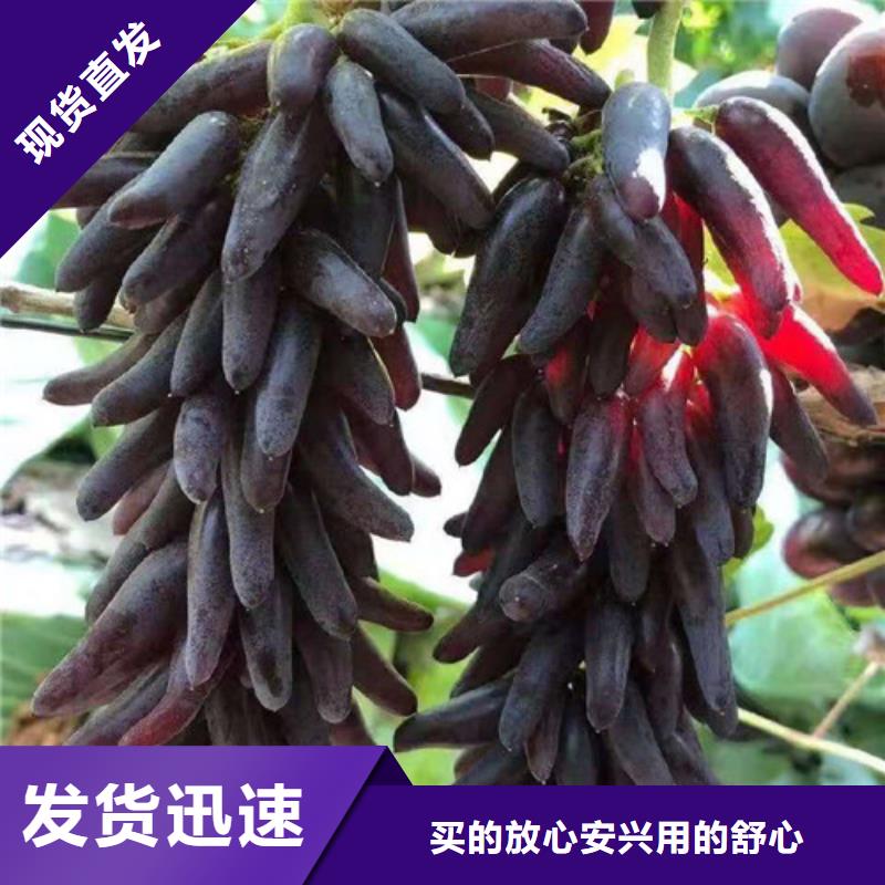 【葡萄大棚草莓苗支持定制批发】