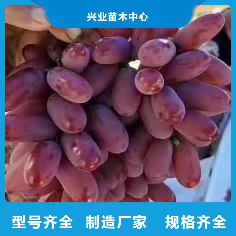 临高县中国红玫瑰葡萄苗