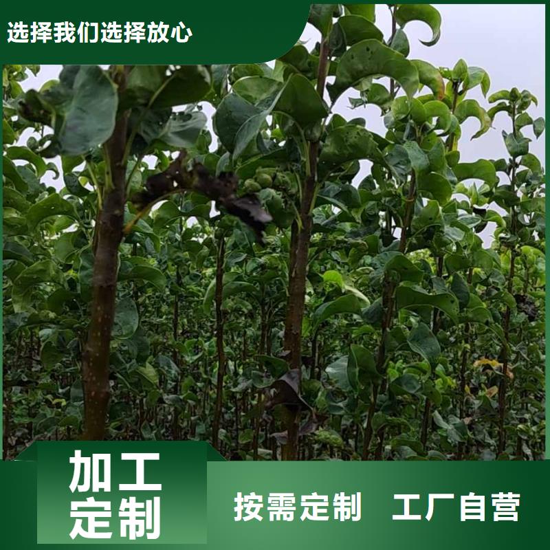 秋月梨种植苗哪里的价格低