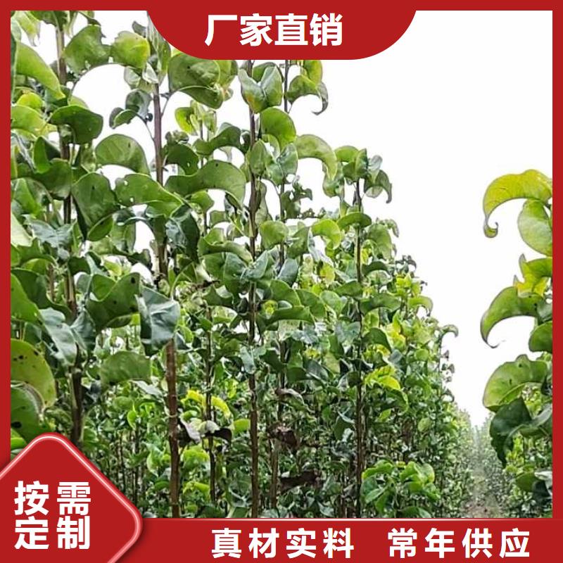 秋月梨种植苗专业合作社