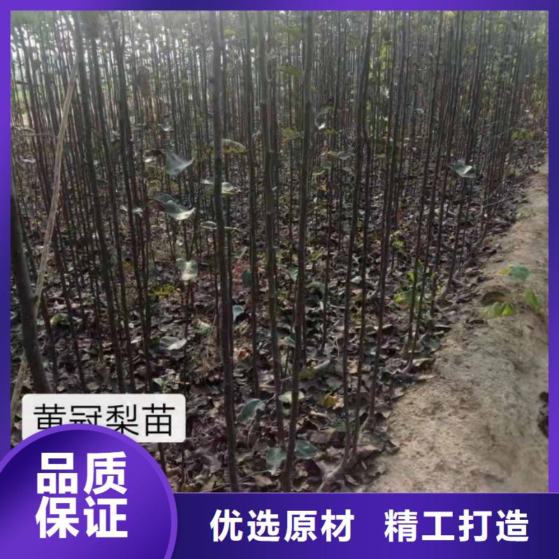 梨奥红一号梨苗海量现货