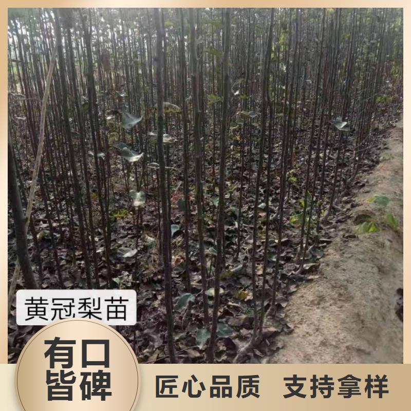 秋月梨种植苗批发价格