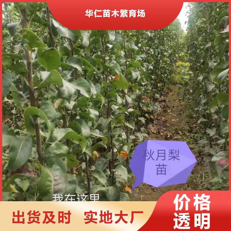 秋月梨树苗批发基地