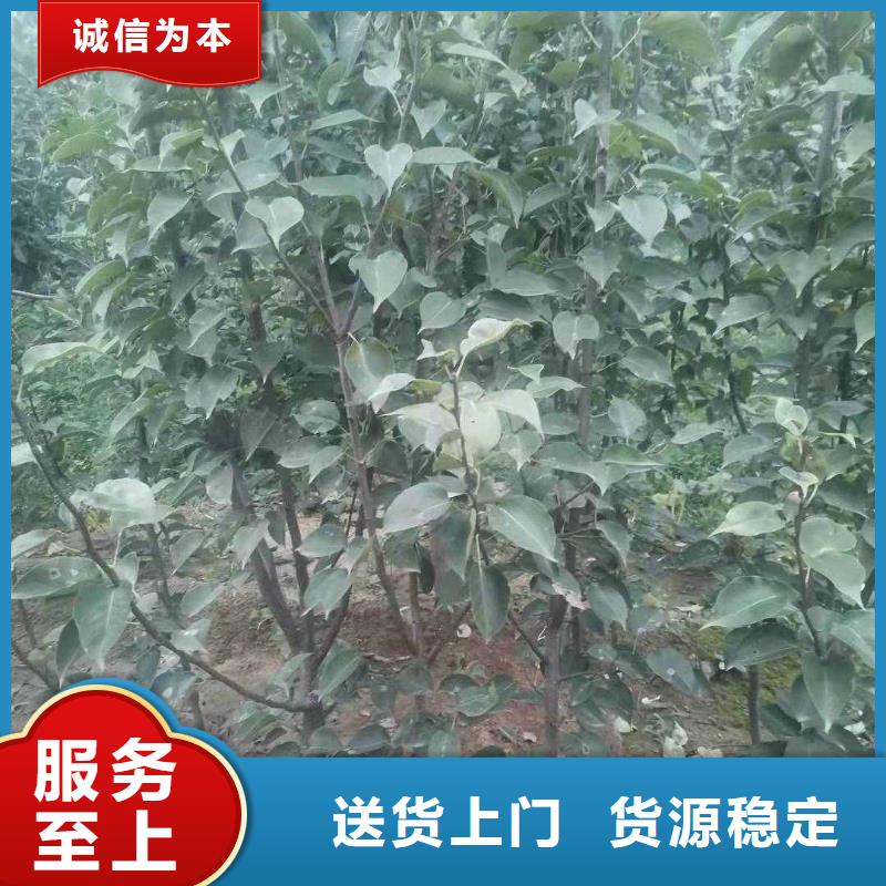 秋月梨树苗种植基地