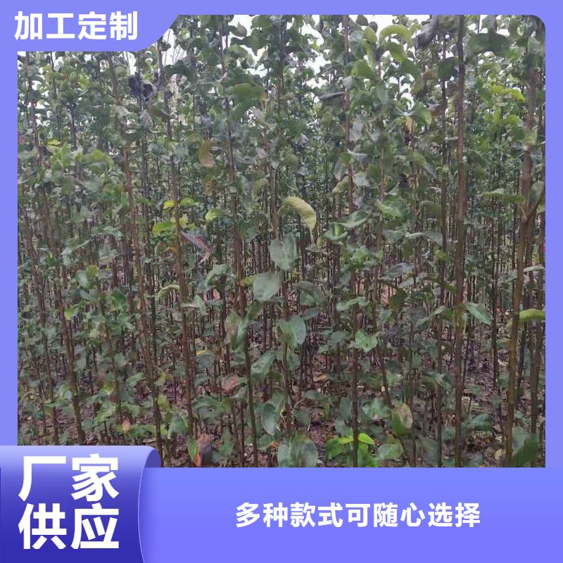 秋月梨种植苗批发价格