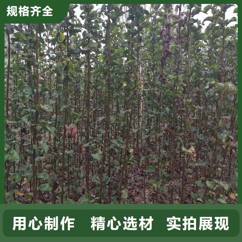 秋月梨种植苗哪里的价格低