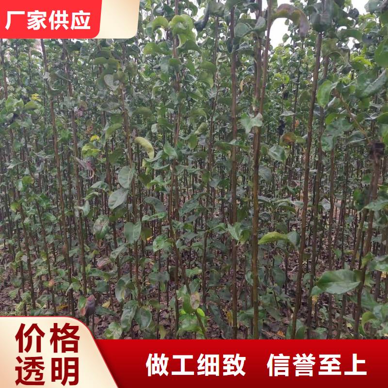 秋月梨种植苗专业合作社