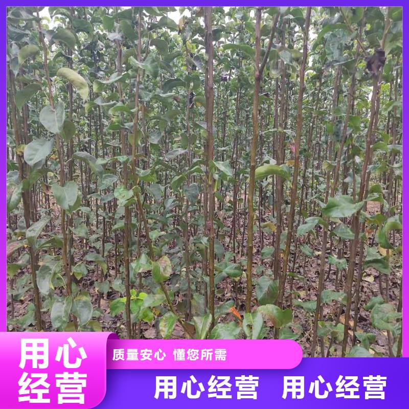 秋月梨种植苗哪里的品种纯