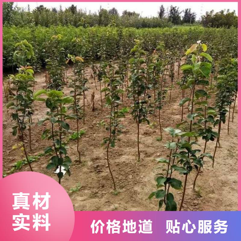 秋月梨种植苗怎么买