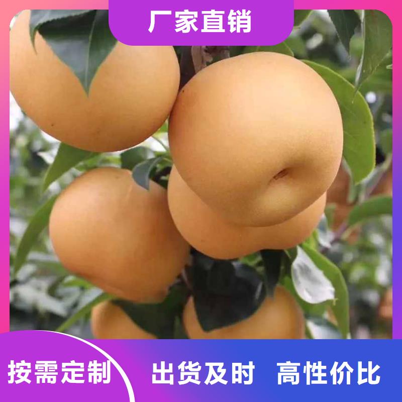 秋月梨种植苗什么品种好