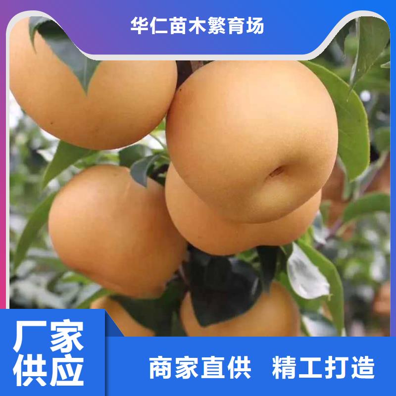 秋月梨种植苗哪里有卖的