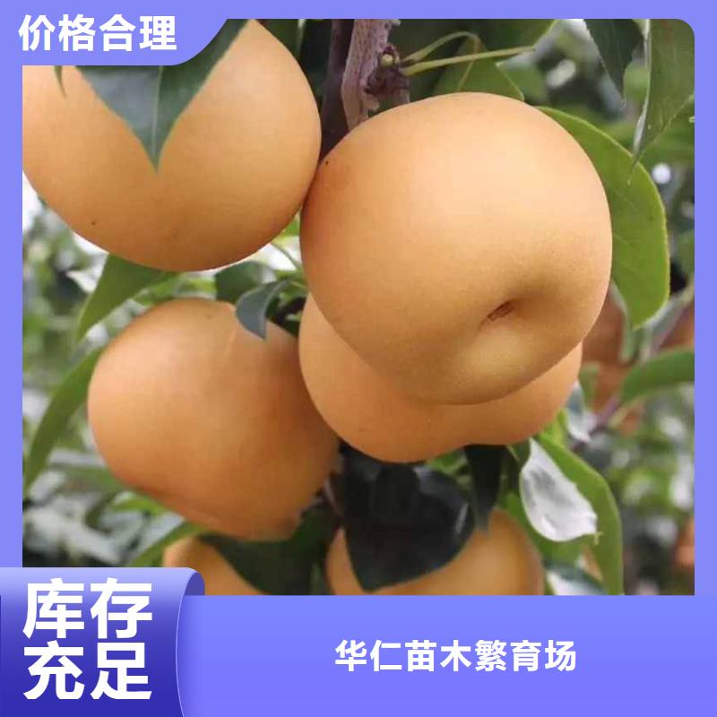 优选【华仁】秋月梨种植苗病虫防治
