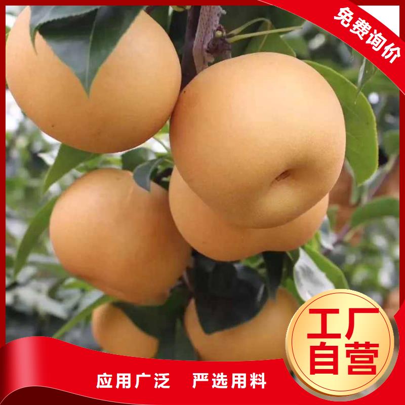 同行低价【华仁】秋月梨种植苗种植基地