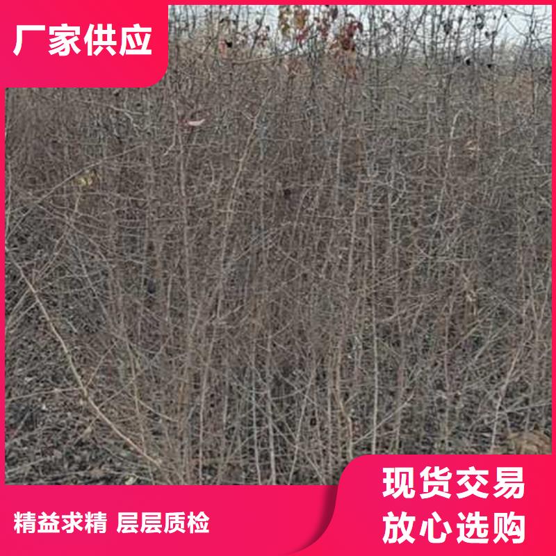 杜梨树苗种植方法