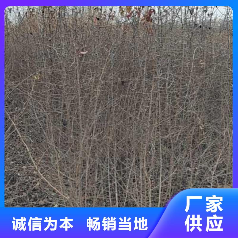 杜梨_玉露香梨树苗多行业适用