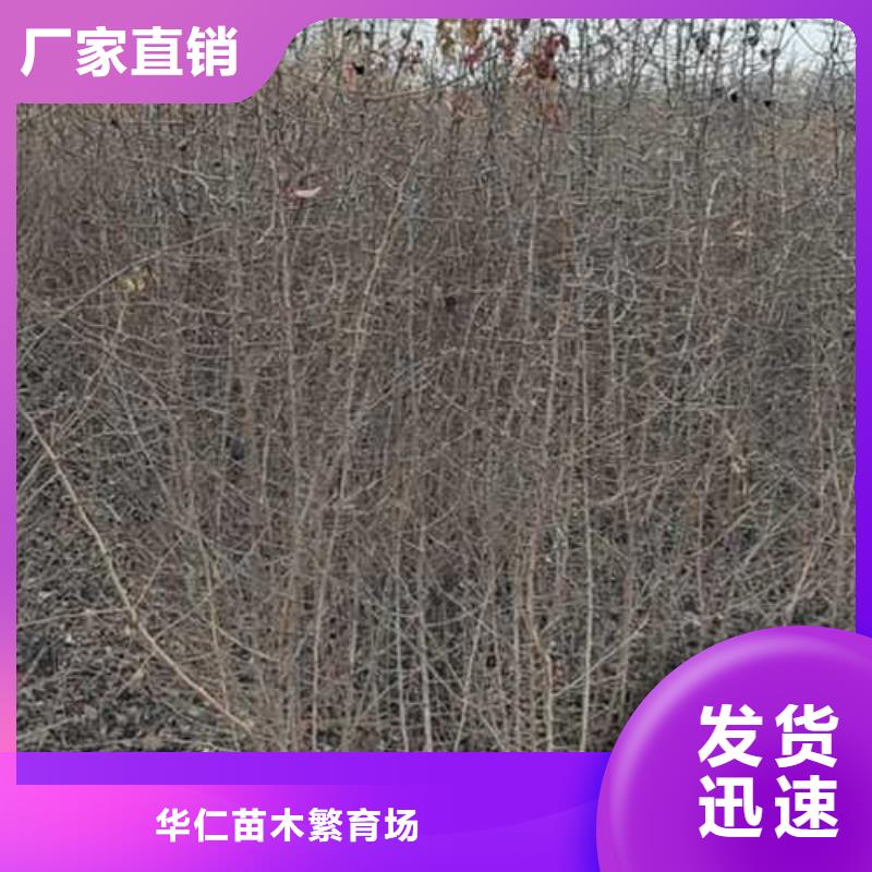 杜梨,秋月梨树苗做工细致