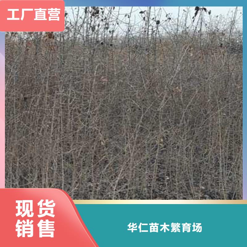 杜梨树苗种植基地