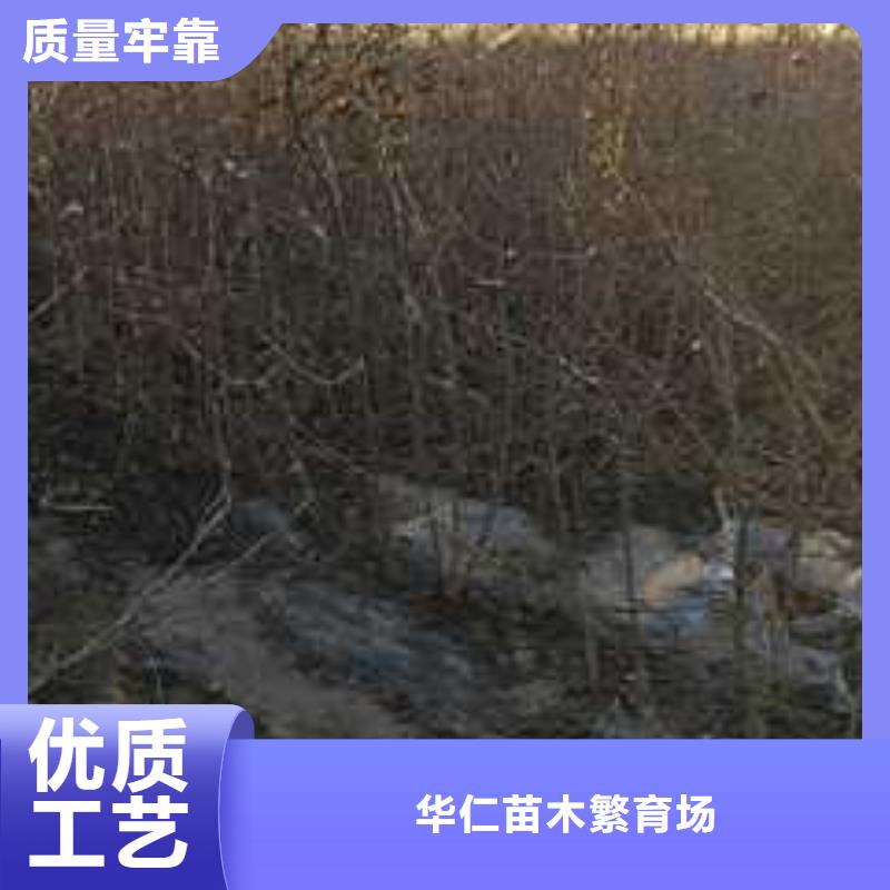 杜梨小苗苗木基地