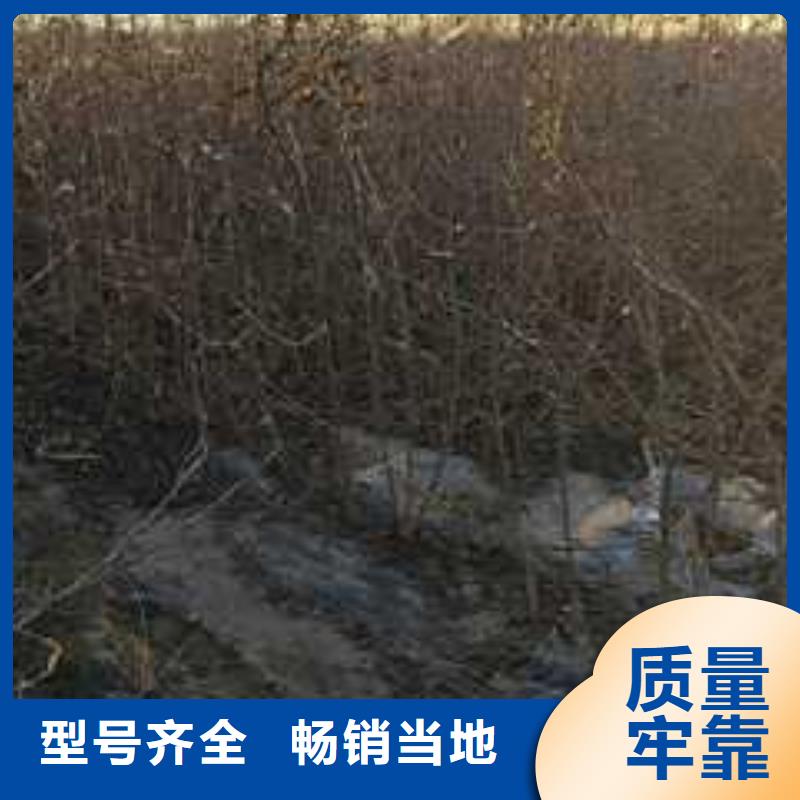 杜梨梨树苗基地源厂直销