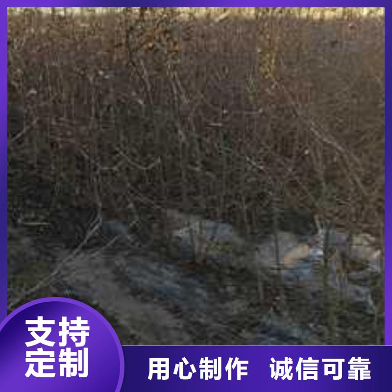 杜梨苗批发