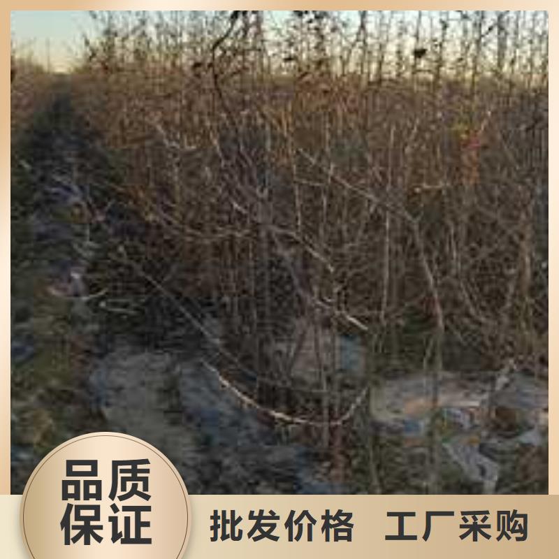 杜梨【玉露香梨树苗】厂家案例