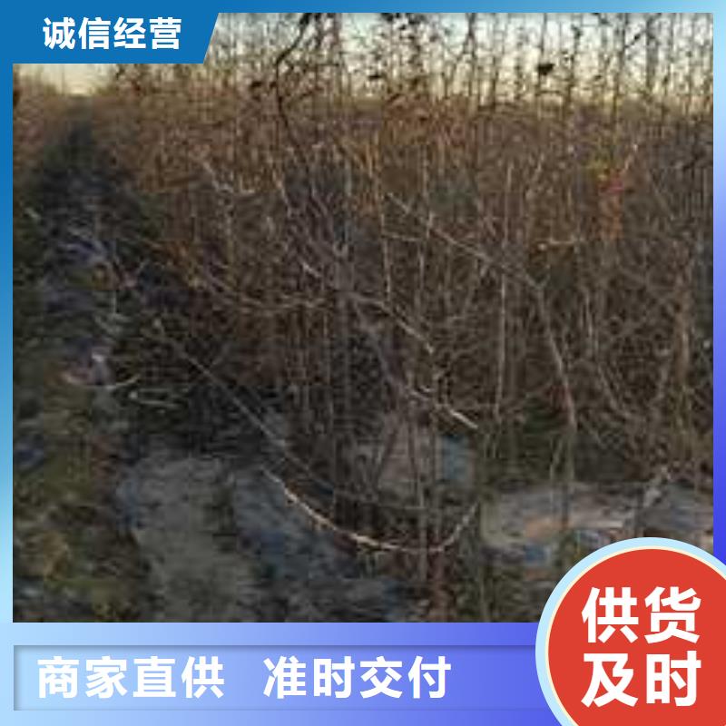 杜梨树苗种植方法及时间