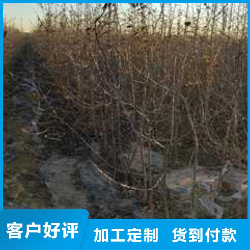 杜梨黄冠梨树苗可放心采购