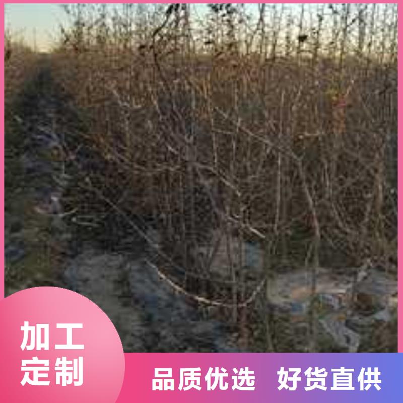 杜梨苗产地