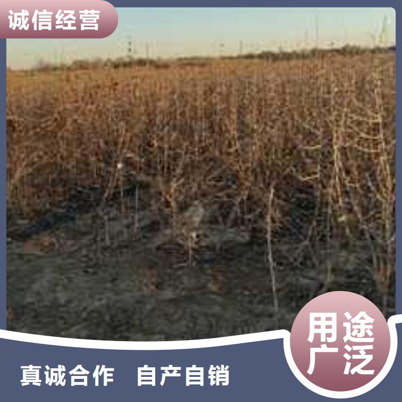 杜梨新梨7号梨树苗产品优良