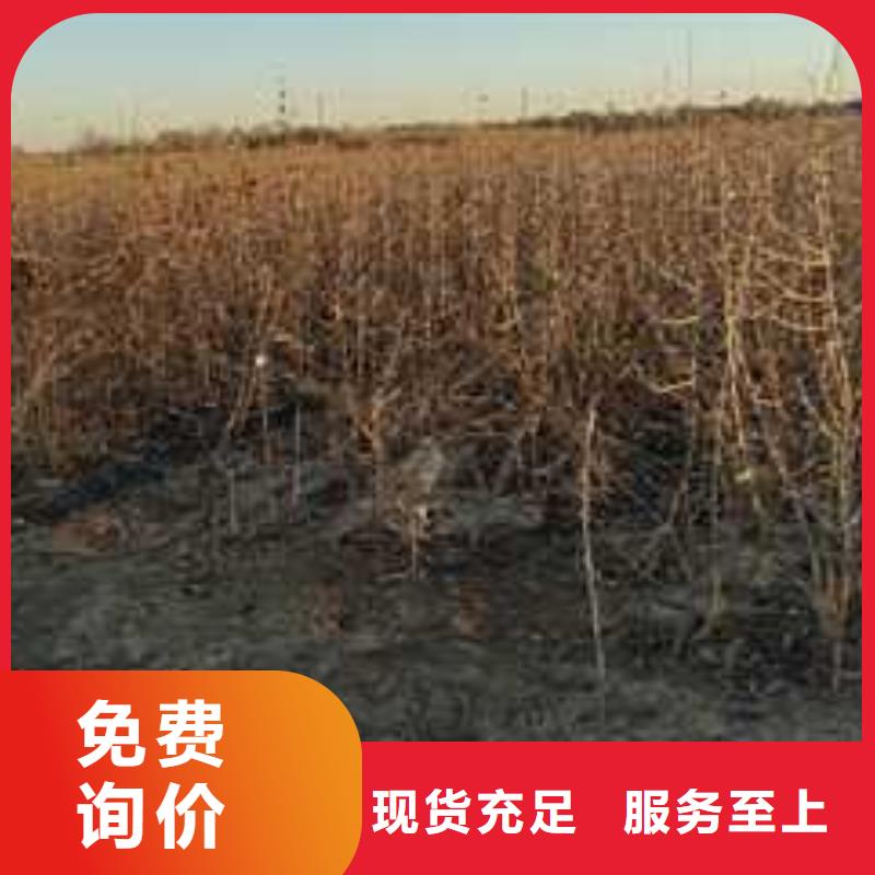 杜梨毛桃苗一件也发货