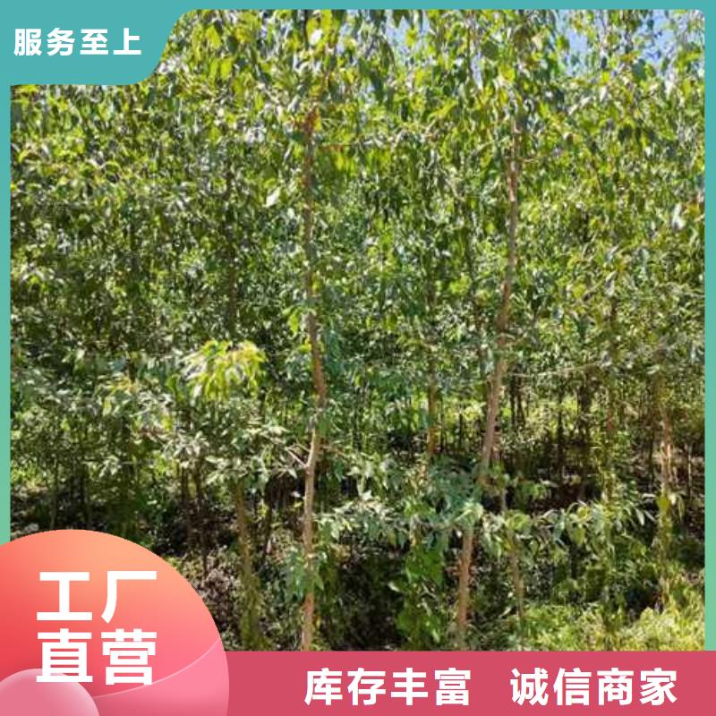 杜梨秋月梨树苗专业设计