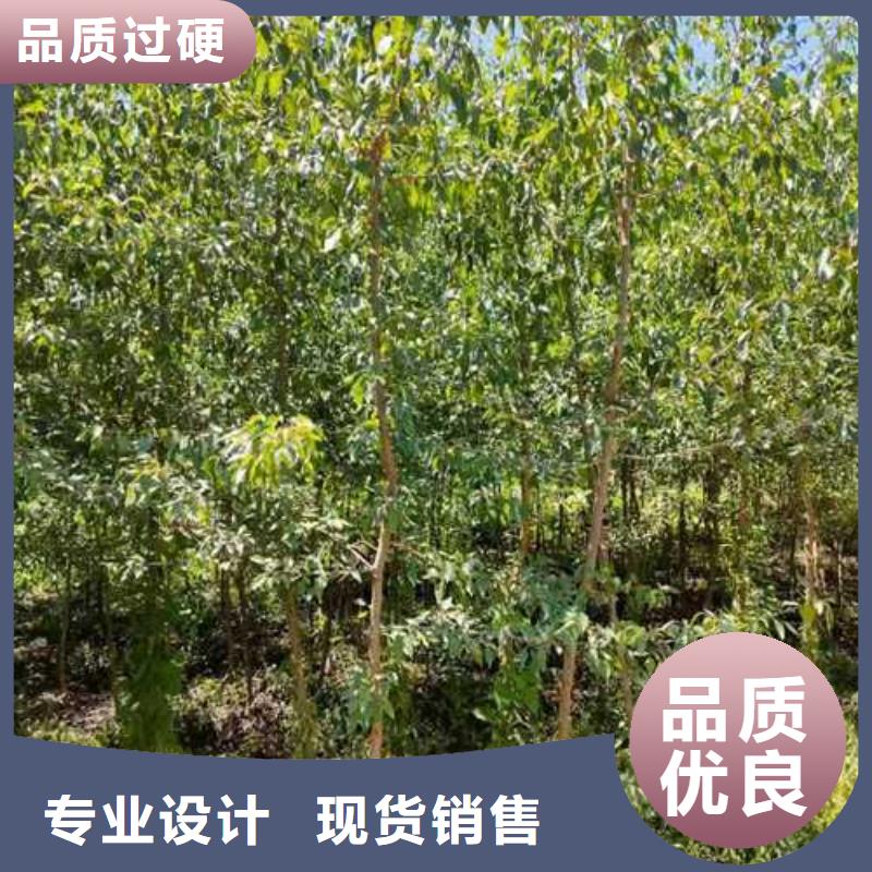 杜梨梨树苗基地源厂直销