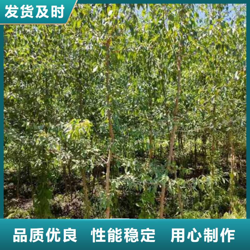 杜梨苗种植基地