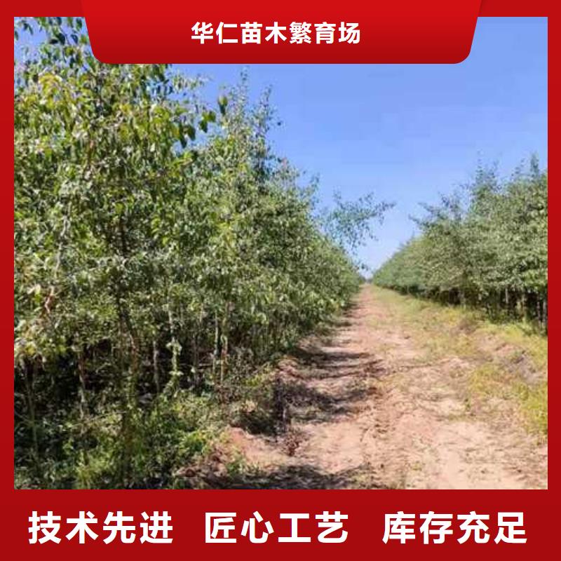 杜梨_奥红全红梨树苗加工定制