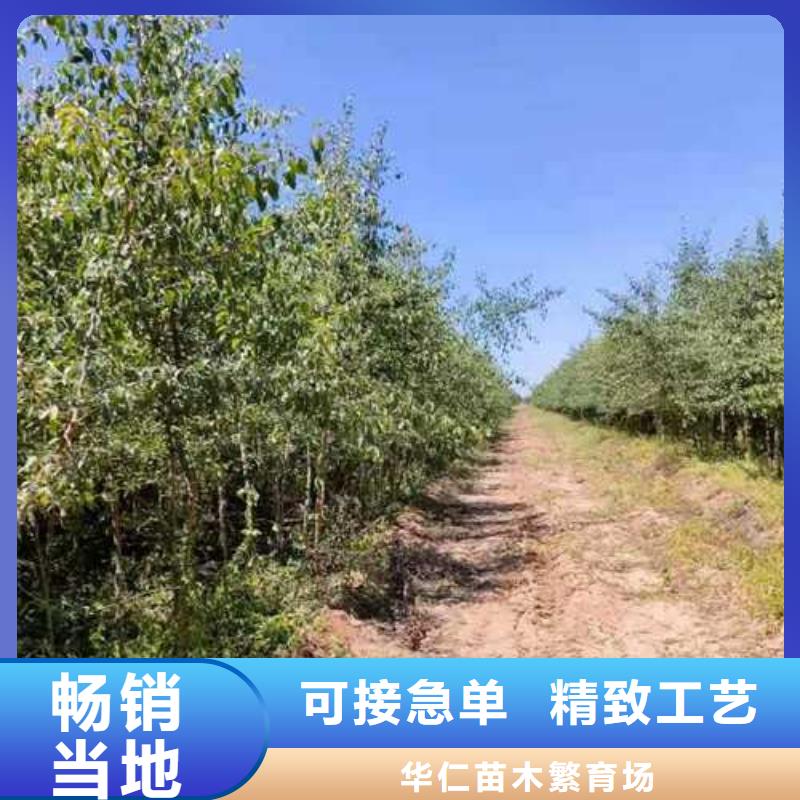 杜梨树苗种植方法