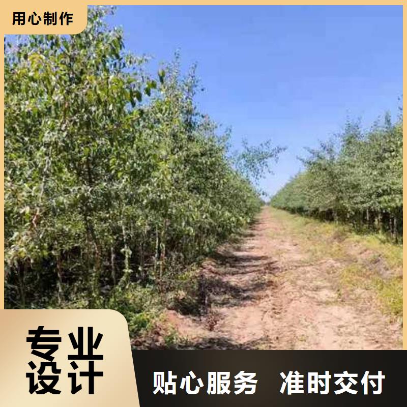 【杜梨梨树苗基地采购】