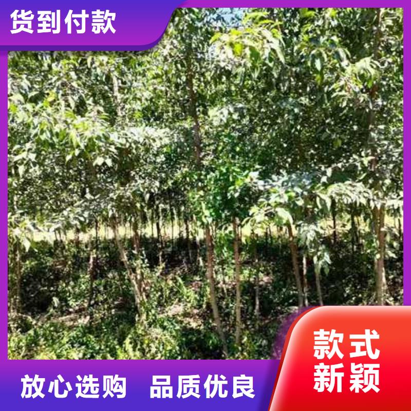 杜梨山桃苗专业按需定制