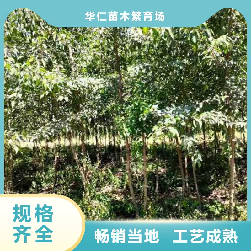 【杜梨】梨树苗基地来图加工定制