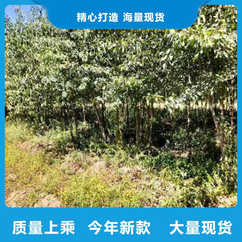 杜梨树苗种植方法