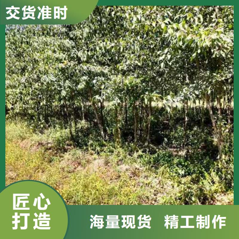 杜梨小苗种植方法及时间