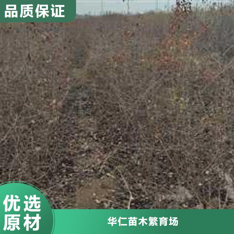 杜梨树苗种植方法及时间