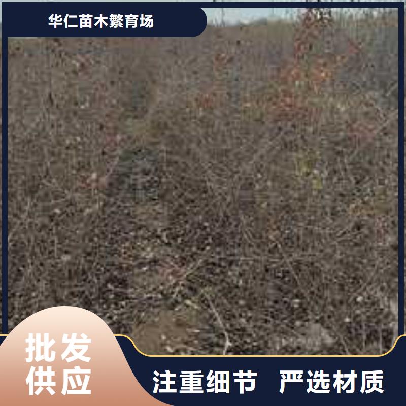 杜梨毛桃苗质量上乘
