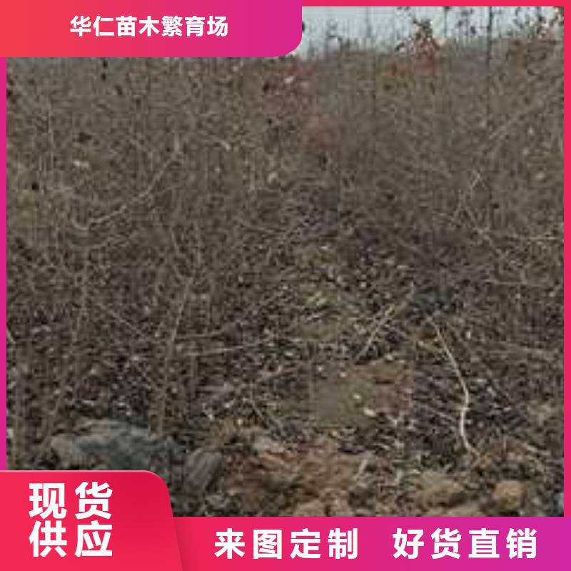 杜梨_杜梨苗现货交易