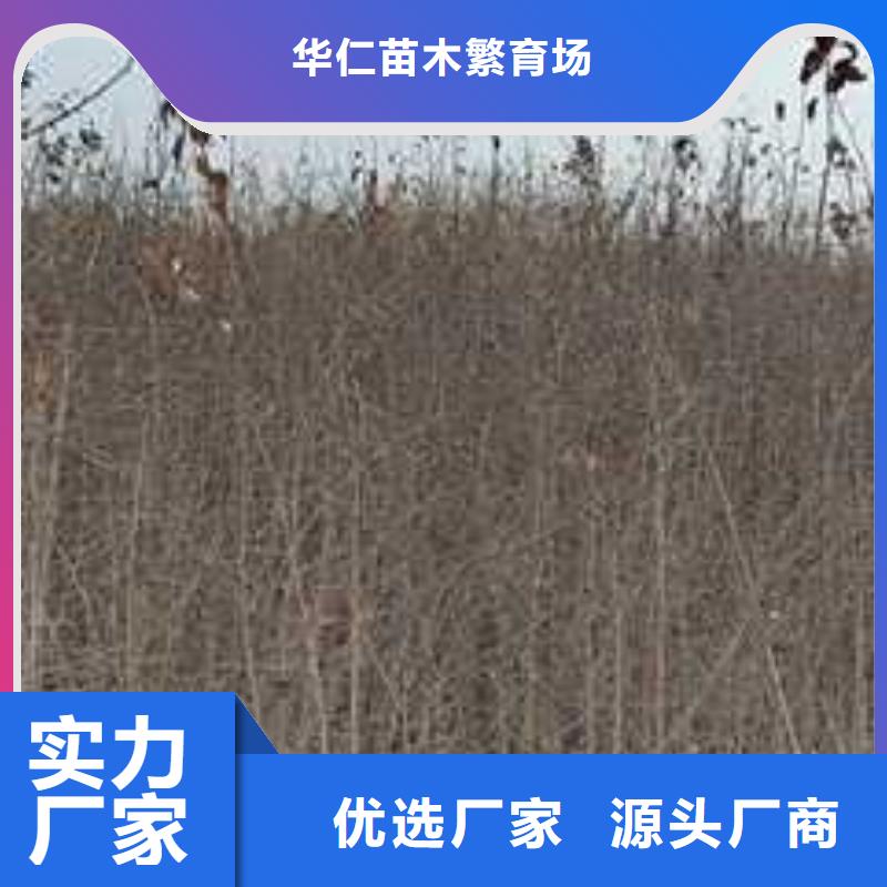 杜梨杜梨苗真正的源头厂家