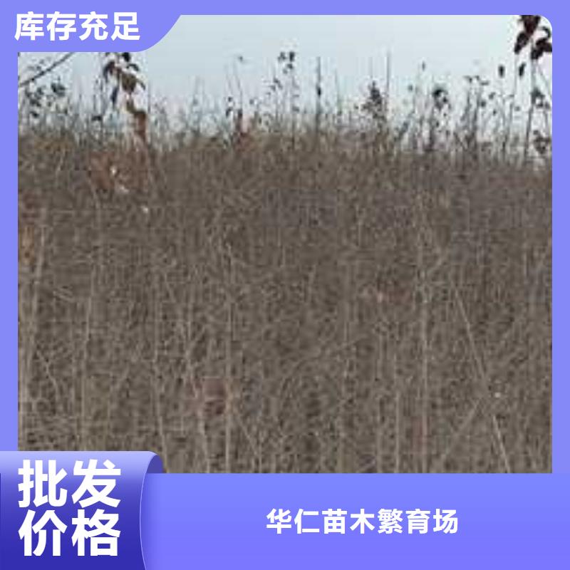 杜梨小苗品种