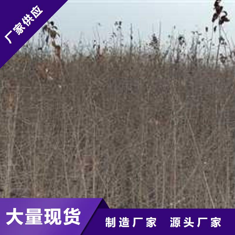 杜梨树苗种植方法