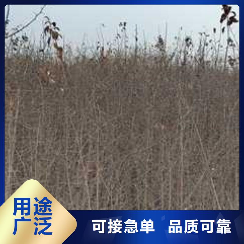 【杜梨】梨树苗基地来图加工定制