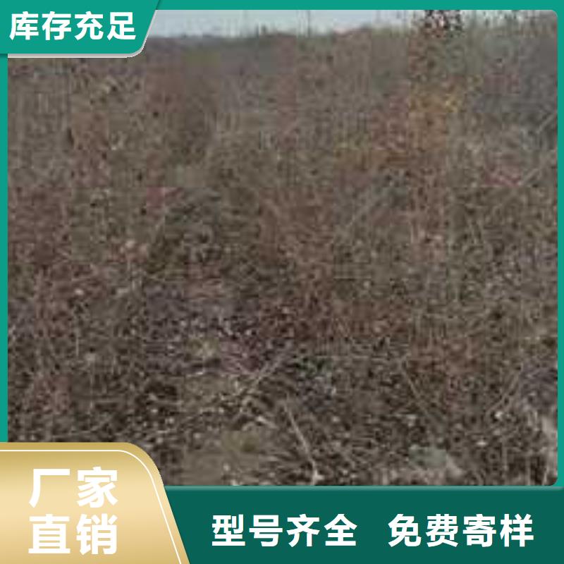 杜梨梨树苗基地产地直销